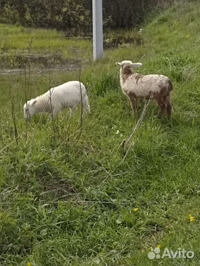 Баранчики, коза котная. Обмен