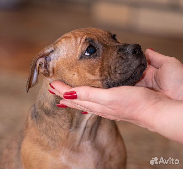 Стаффордширский бультерьер щенок