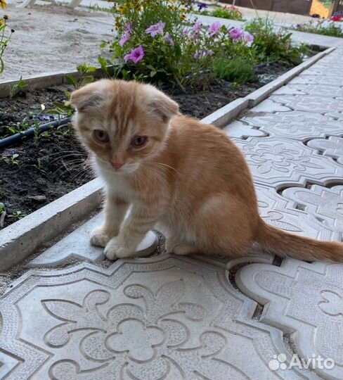 Котенок на улице