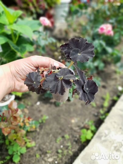 Комнатные растения 2