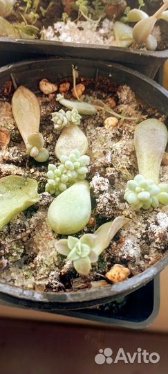 Горшочки с суккулентами