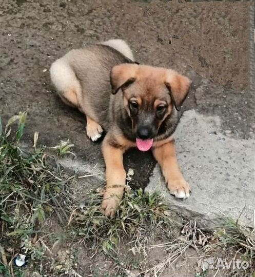 Собаку щенка