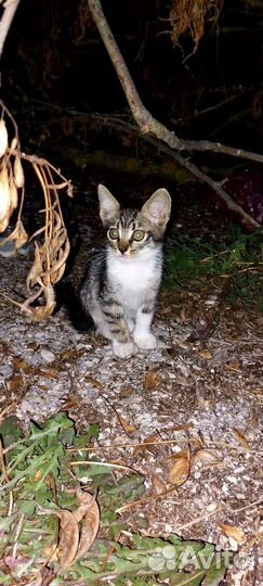 Котята отдам бесплатно