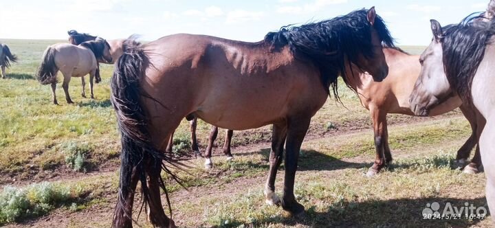 Продам лошадей Башкирской породы