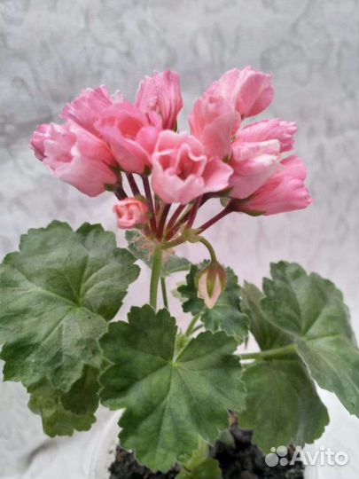 Пеларгония Marie Louisa