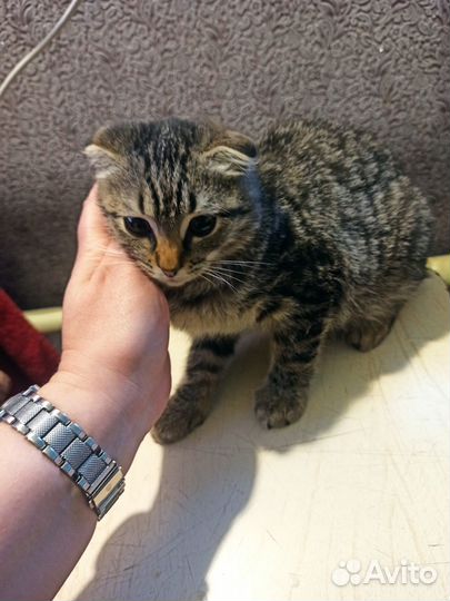 В добрые руки