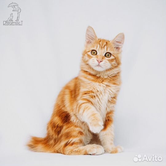 Курильский бобтейл. Котята