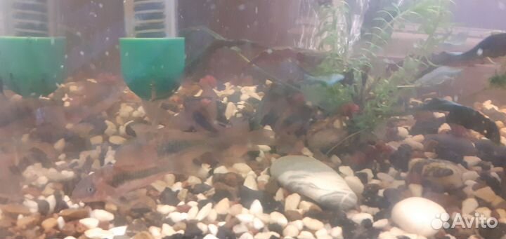 Аквариумные рыбки