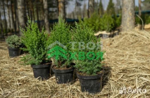 Можжевельники разных сортов (из питомника)
