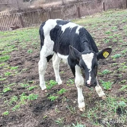 Сименталы холмогоры