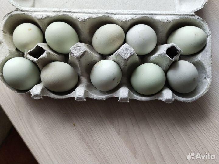 Домашние куриные яйца