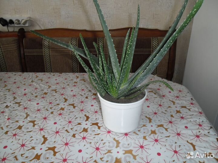 Комнатное растение