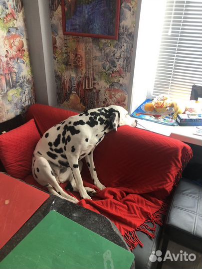 Далматин вязка