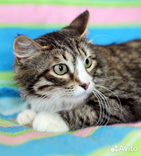 Марго -ищет дом красотка в лесной шубке