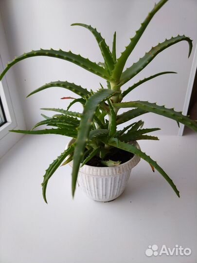 Толстянка и алое