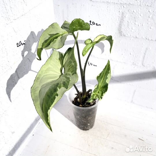 Сингониум 3 короля