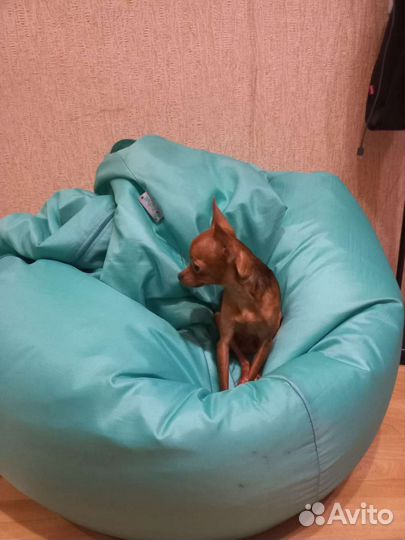 Вязка той-терьер