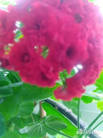 Пеларгония герань