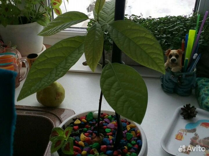 Росток авокадо