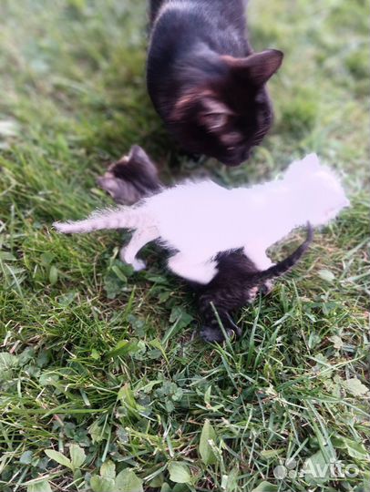 Отдам в добрые руки