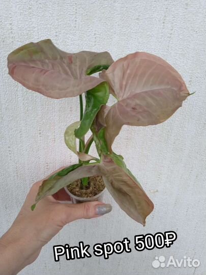 Сингониум Rainbow, Green Arrow mutation