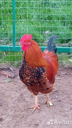 Кучинские петушки