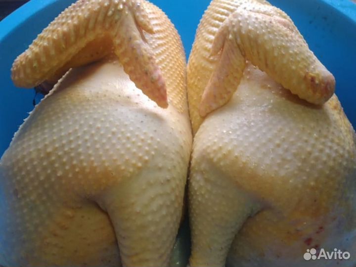 Куры домашние