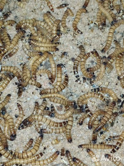 Кормовые насекомые. Зофобас