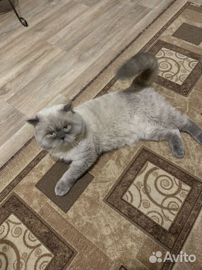 Кот возрост 8 лет