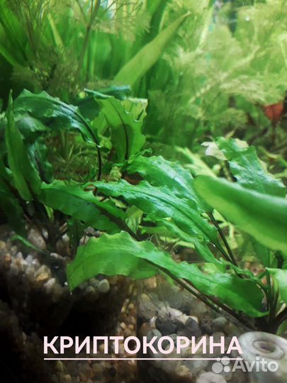 Аквариумные растения