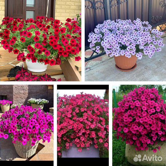 Петуния Тайдал, Изи Вейв, Шок Вейв