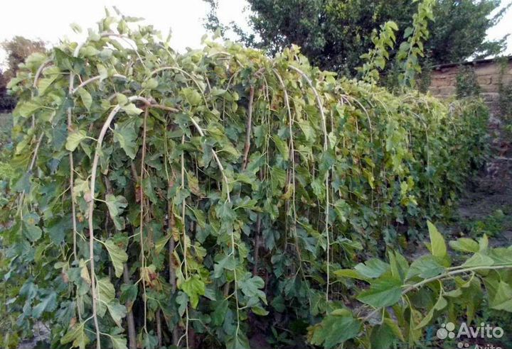 Плодовые деревья