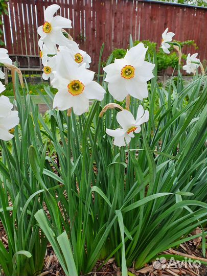 Лилии, нарциссы, лилейник