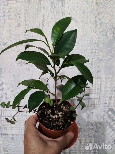Фикус микрокарпа