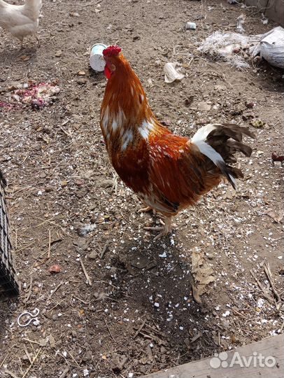 С/х животные