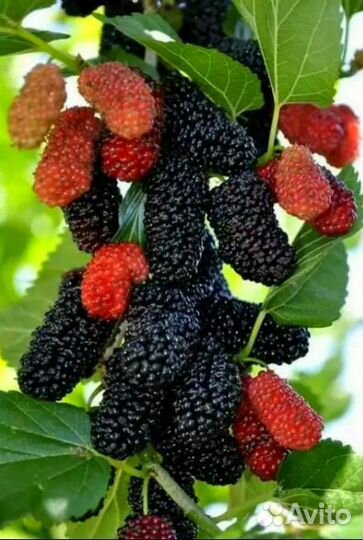 Семена шелковицы черной