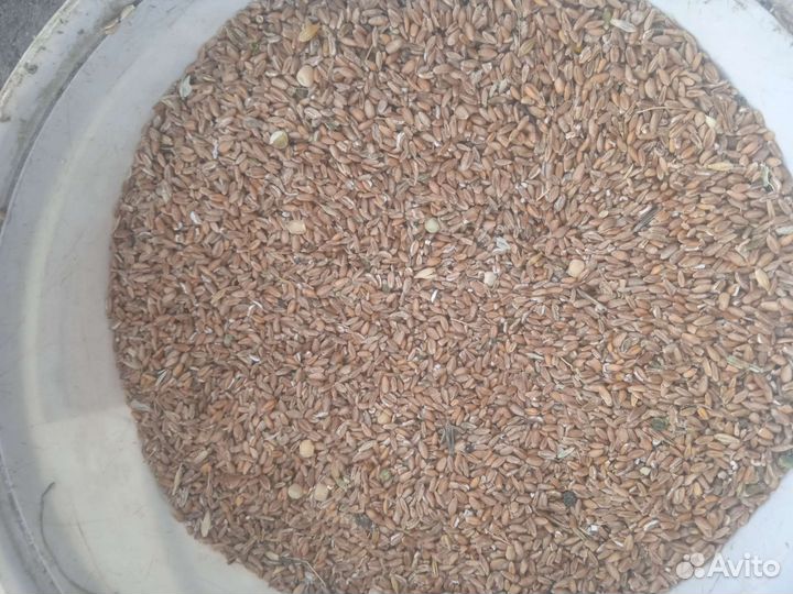 Ячмень пшеница