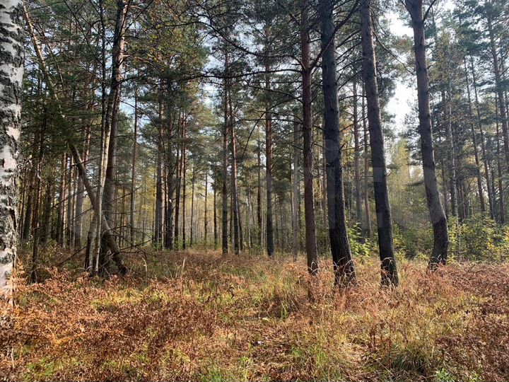 Участок 100 сот. (СНТ, ДНП)