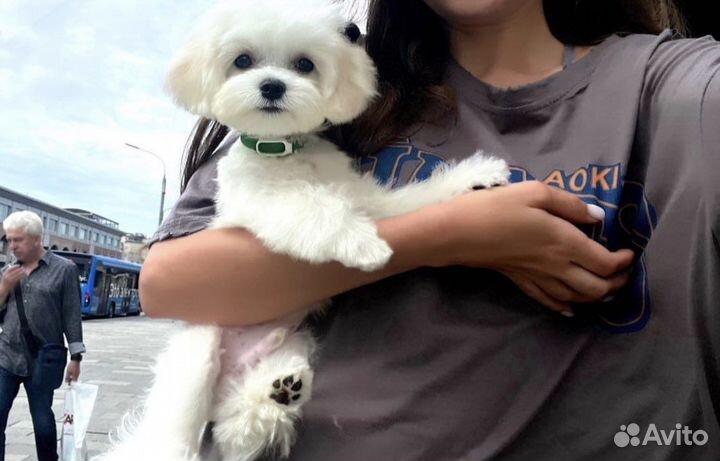 Вязка мальтийская болонка