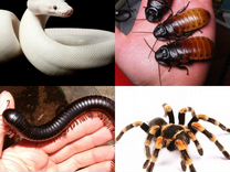 Аренда животных.змеи,пауки и другие
