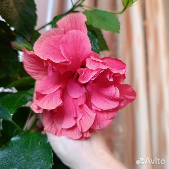 Паслён и гибискус