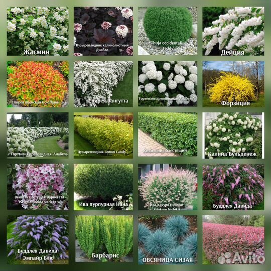 Декоративные кустарники