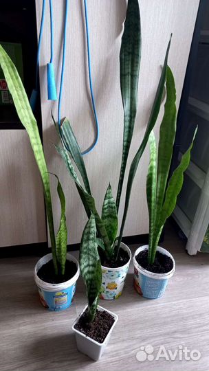 Сансевиерия,щючий хвост,тещин язык