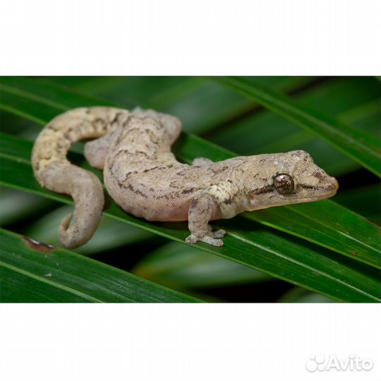 Траурный геккон (Lepidodactylus lugubris)