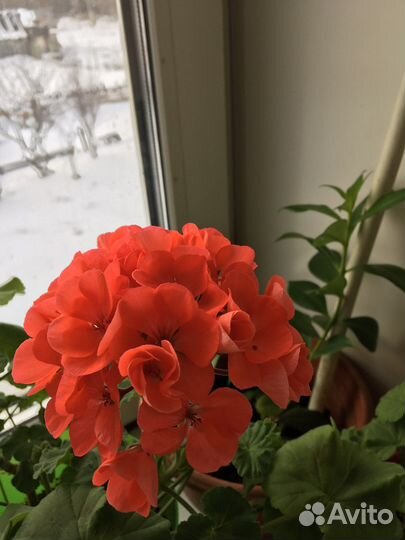 Пеларгония герань