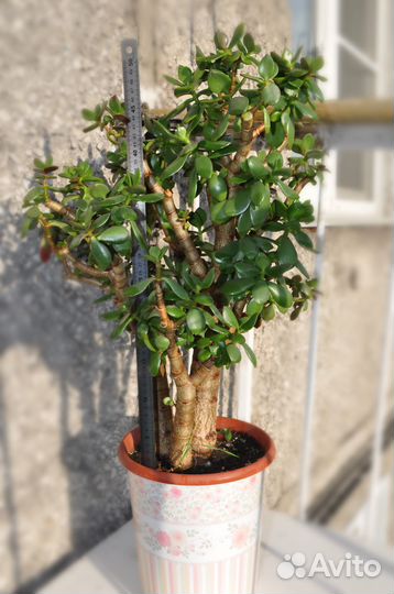 Суккулент Крассула/Толстянка/Денежное дерево