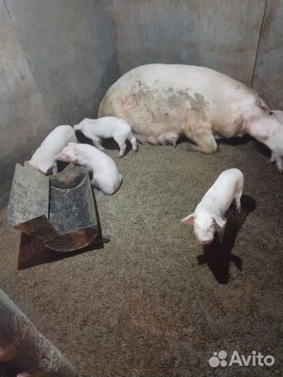 Поросенок ландрас