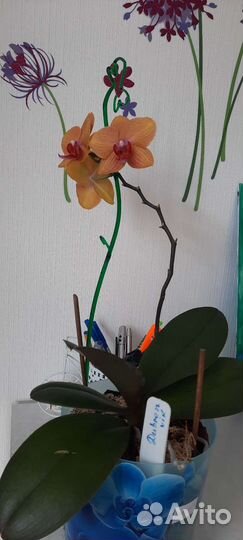 Орхидея Дубровник