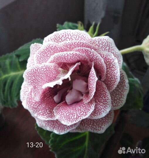 Глоксиния. (Часть первая )