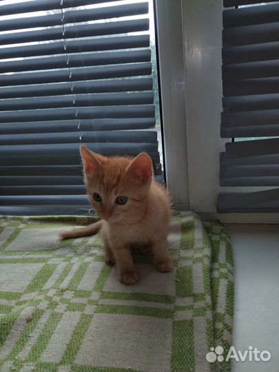 Котятам 2 месяца, лоток на отлично